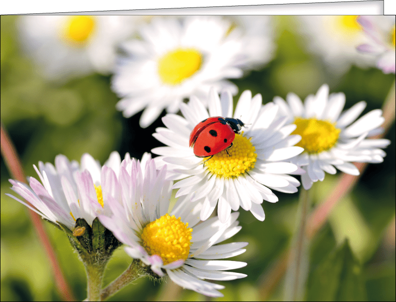 Produkbild